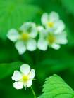 Washington State, USA. Strawberry blossom close-up. Art Print